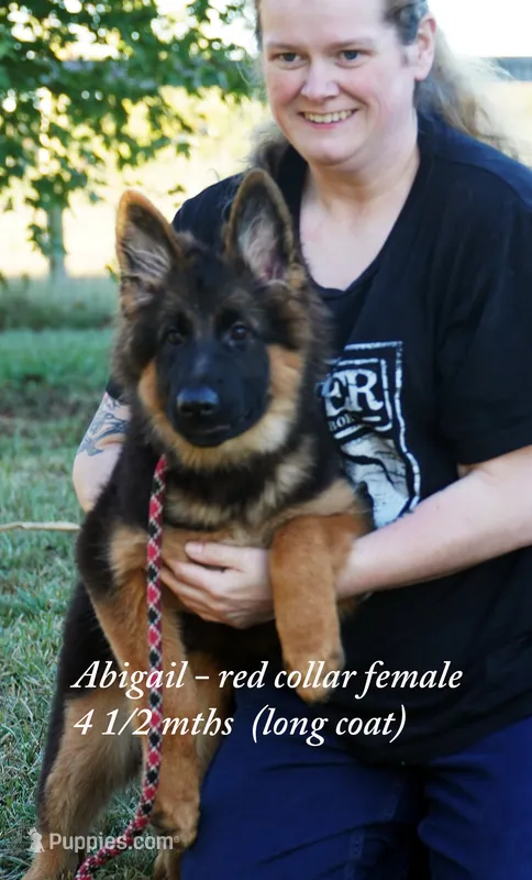 gorgeous long coat german shepherd w red collar – German Shepherd Dog puppy for sale in Chrisney, IN