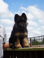 red collar long coat female, a female German Shepherd Dog for sale in Chrisney, IN – 5 of 8