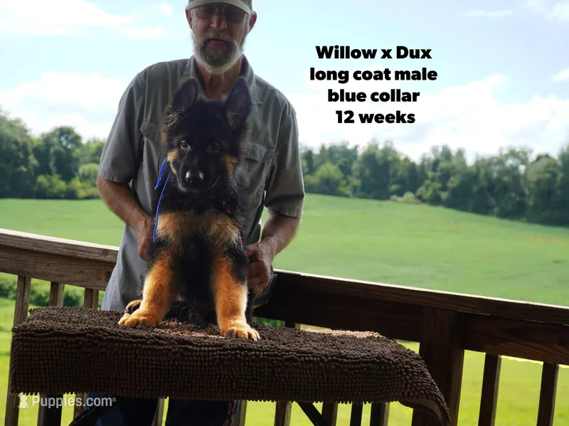 male - blue collar – German Shepherd Dog puppy for sale in Chrisney, IN