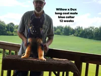 male - blue collar, a male German Shepherd Dog for sale in Chrisney, IN – 1 of 10