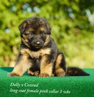 gsd lc female, a male German Shepherd Dog for sale in Chrisney, IN – 1 of 5