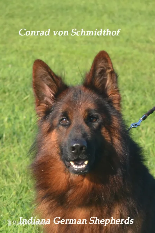 long coat red collar female – German Shepherd Dog puppy for sale in Chrisney, IN