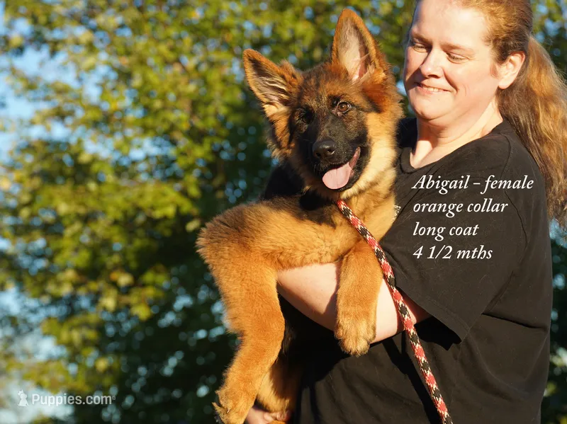 long coat orange collar female – German Shepherd Dog puppy for sale in Chrisney, IN