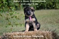 Pink collar long coat, a female German Shepherd Dog for sale in Chrisney, IN – Photo 1 of 3