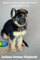 Pink collar long coat, a female German Shepherd Dog for sale in Chrisney, IN – Photo 2 of 3