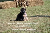 Pink collar long coat, a female German Shepherd Dog for sale in Chrisney, IN – Photo 3 of 3