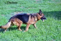 Duchess, a female German Shepherd Dog for sale in Chrisney, IN – Photo 3 of 4