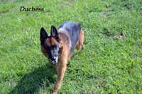 Duchess, a female German Shepherd Dog for sale in Chrisney, IN – Photo 4 of 4