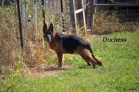 Duchess, a female German Shepherd Dog for sale in Chrisney, IN – Photo 2 of 4