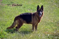 Duchess, a female German Shepherd Dog for sale in Chrisney, IN – Photo 1 of 4