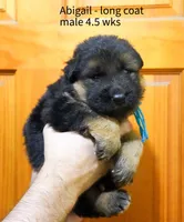 long coat blue collar male, a male German Shepherd Dog for sale in Chrisney, IN – 1 of 2