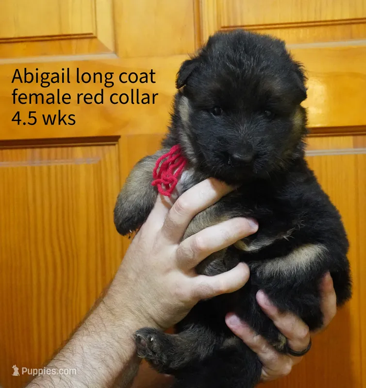 long coat red collar female – German Shepherd Dog puppy for sale in Chrisney, IN