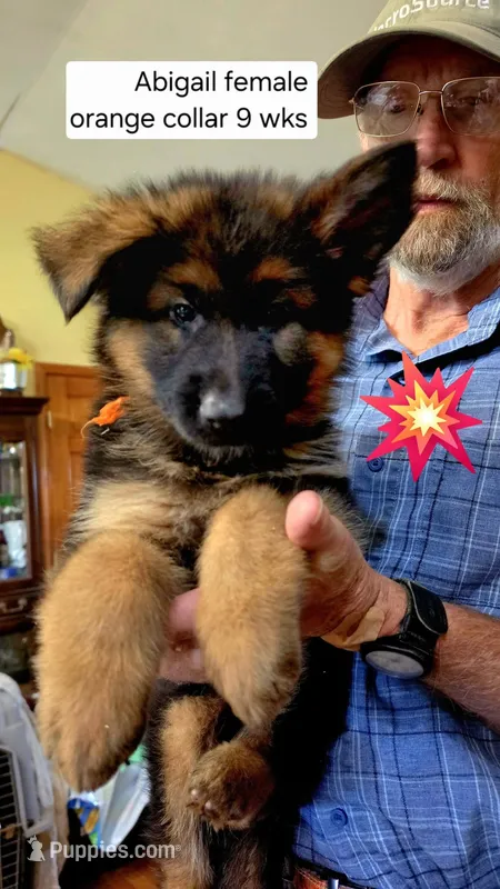 long coat orange collar female – German Shepherd Dog puppy for sale in Chrisney, IN