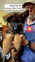 long coat orange collar female, a female German Shepherd Dog for sale in Chrisney, IN – 2 of 10