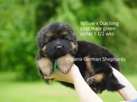 green collar male, a male German Shepherd Dog for sale in Chrisney, IN – 7 of 9