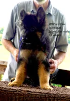 male - blue collar, a male German Shepherd Dog for sale in Chrisney, IN – 2 of 10