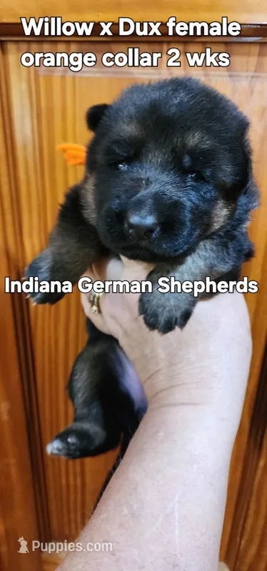 female orange collar – German Shepherd Dog puppy for sale in Chrisney, IN