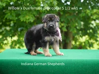 female - pink collar, a female German Shepherd Dog for sale in Chrisney, IN – 3 of 7