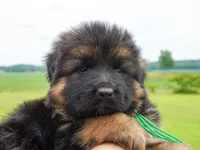 green collar male, a male German Shepherd Dog for sale in Chrisney, IN – 4 of 9