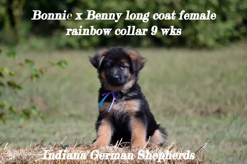 rainbow collar long coat