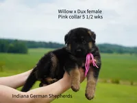female - pink collar, a female German Shepherd Dog for sale in Chrisney, IN – 4 of 7