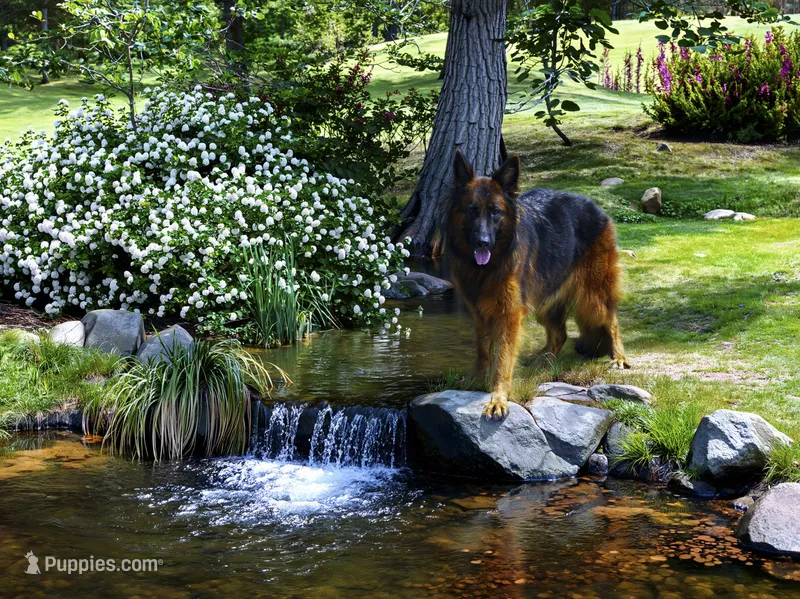 gsd lc male 1 – German Shepherd Dog puppy for sale in Chrisney, IN