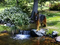 gsd lc male 1, a male German Shepherd Dog for sale in Chrisney, IN – 1 of 3