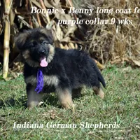 long coat purple collar, a female German Shepherd Dog for sale in Chrisney, IN – Photo 3 of 3