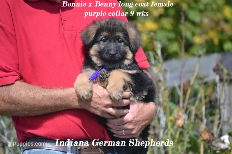 long coat purple collar