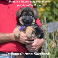 long coat purple collar, a female German Shepherd Dog for sale in Chrisney, IN – Photo 1 of 3