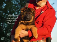 gsd lc male orange collar, a male German Shepherd Dog for sale in Chrisney, IN – 4 of 7