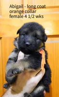 long coat orange collar female, a female German Shepherd Dog for sale in Chrisney, IN – 1 of 2