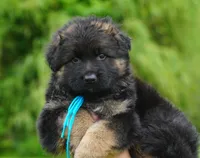 male - blue collar, a male German Shepherd Dog for sale in Chrisney, IN – 10 of 10