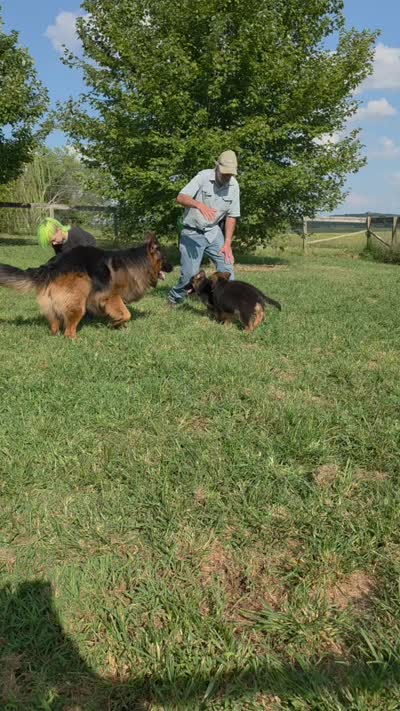 long coat orange collar female, a female German Shepherd Dog for sale in Chrisney, IN – 9 of 10