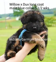 male - blue collar, a male German Shepherd Dog for sale in Chrisney, IN – 2 of 10