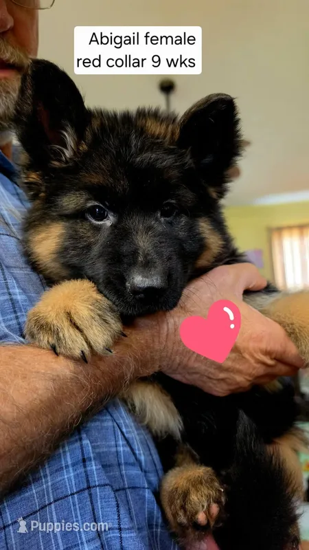 long coat red collar female – German Shepherd Dog puppy for sale in Chrisney, IN