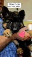 long coat red collar female, a female German Shepherd Dog for sale in Chrisney, IN – 2 of 10