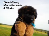 blue collar, a male German Shepherd Dog for sale in Chrisney, IN – Photo 3 of 7