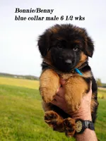 blue collar, a male German Shepherd Dog for sale in Chrisney, IN – Photo 2 of 7