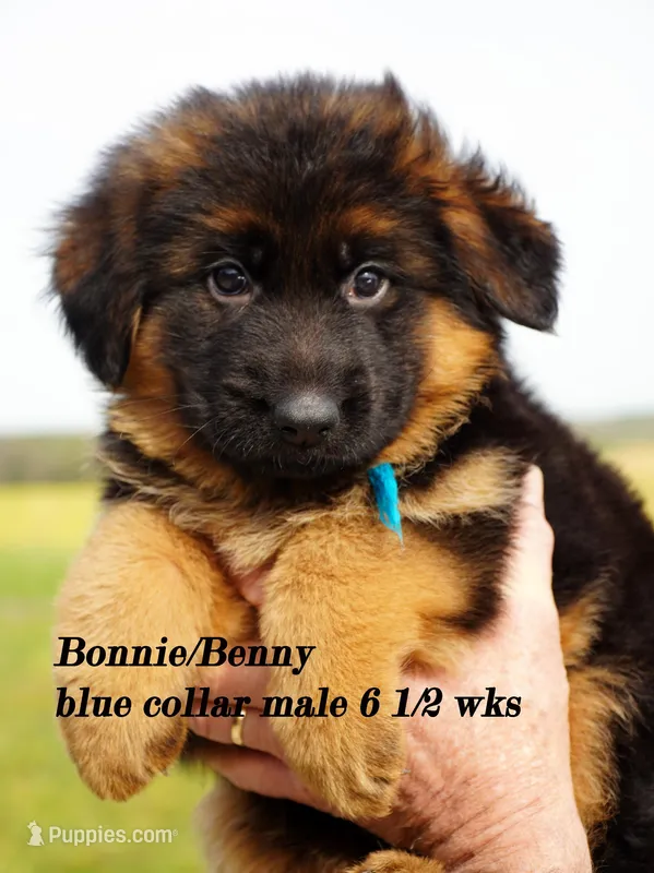 blue collar – German Shepherd Dog puppy for sale in Chrisney, IN