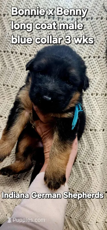 blue collar – German Shepherd Dog puppy for sale in Chrisney, IN
