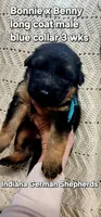 blue collar, a male German Shepherd Dog for sale in Chrisney, IN – Photo 1 of 3