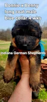 blue collar, a male German Shepherd Dog for sale in Chrisney, IN – Photo 1 of 5