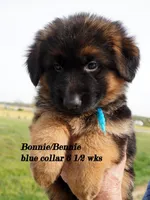 blue collar, a male German Shepherd Dog for sale in Chrisney, IN – Photo 6 of 7