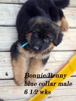 blue collar, a male German Shepherd Dog for sale in Chrisney, IN – Photo 5 of 7
