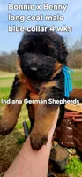 blue collar, a male German Shepherd Dog for sale in Chrisney, IN – Photo 2 of 5