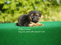 gsd lc female, a male German Shepherd Dog for sale in Chrisney, IN – 2 of 5