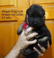 red collar long coat female, a female German Shepherd Dog for sale in Chrisney, IN – 2 of 2