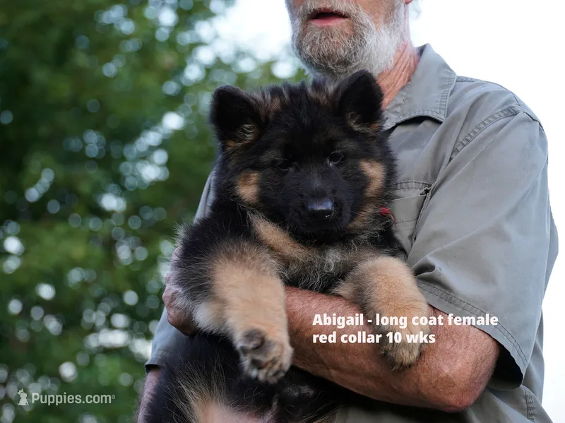 red collar long coat female – German Shepherd Dog puppy for sale in Chrisney, IN
