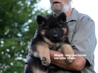 red collar long coat female, a female German Shepherd Dog for sale in Chrisney, IN – 1 of 8